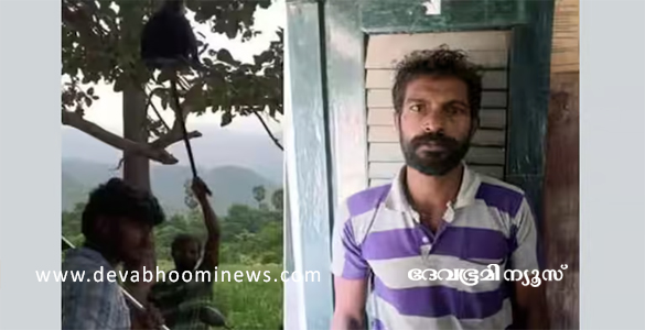 കന്യാകുമാരിയിൽ മരത്തിലിരുന്ന കുരങ്ങിന്‍റെ വാലിൽ പിടിച്ചു വലിച്ച യുവാവ് അറസ്റ്റിൽ