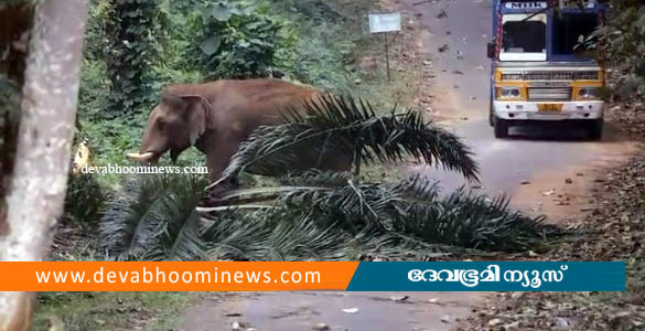 അതിരപ്പിള്ളി ഏഴാറ്റുമുഖം ചെക്ക് പോസ്റ്റിന് സമീപം വഴി തടഞ്ഞ് കാട്ടാന കട്ടപ്പ