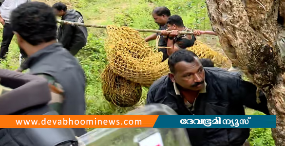 വയനാട് നീര്‍വാരത്തിറങ്ങിയ പുലിയെ വനംവകുപ്പ് പിടികൂടി