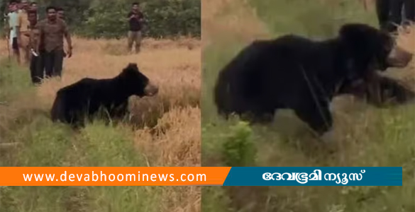 വയനാട്ടില്‍ ജനവാസ മേഖലയിൽ ഇറങ്ങിയ കരടിയെ കാടുകയറ്റി വനംവകുപ്പ്