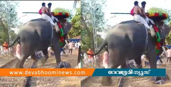 എഴുന്നെള്ളിപ്പിനെത്തിച്ച ആന ഇടഞ്ഞോടി; ഒഴിവായത് വന്‍ ദുരന്തം