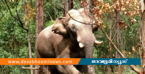 ചക്കക്കൊമ്പനെ കണ്ട് ഭയന്നോടി; ചിന്നക്കനാലില്‍ വീട്ടമ്മയ്ക്ക് പരിക്ക്