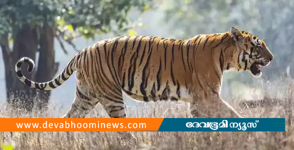 മുള്ളന്‍കൊല്ലിയില്‍ വീണ്ടും കടുവ ഇറങ്ങി; വനംവകുപ്പ് തിരച്ചിൽ ആരംഭിച്ചു