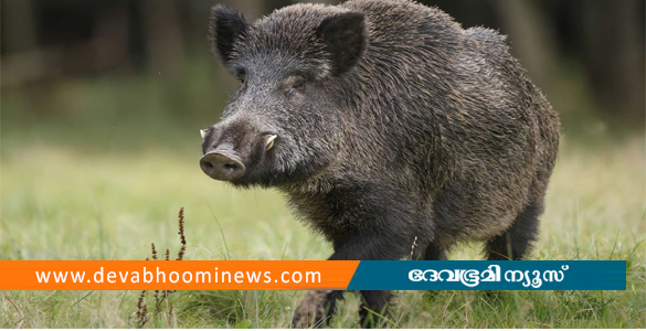 കോഴിക്കോട് കാട്ടുപന്നി ആക്രമണം; റിട്ടയേർഡ് ടീച്ചർക്ക് ഗുരുതര പരിക്ക്