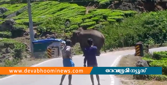 മൂന്നാറിൽ പടയപ്പ വീണ്ടും റോഡിലിറങ്ങി; വഴിയോര കട തകർത്തു