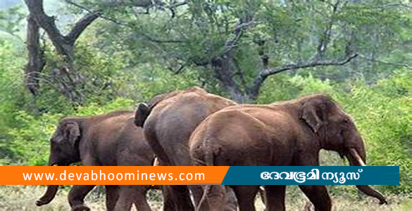 അതിരപ്പിള്ളിയില്‍ വഴിയരികില്‍ കാട്ടാനക്കൂട്ടം; കാട്ടിലേക്ക് കയറ്റാന്‍ ശ്രമം