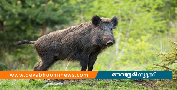 പാലക്കാട് ഓട്ടോയിൽ പന്നി ഇടിച്ച് അപകടം: രണ്ട് പേർക്ക് പരിക്ക്