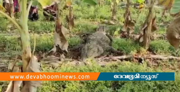 കോയമ്പത്തൂരിൽ വാഴത്തോട്ടത്തിൽ ഭീമൻ മുതല