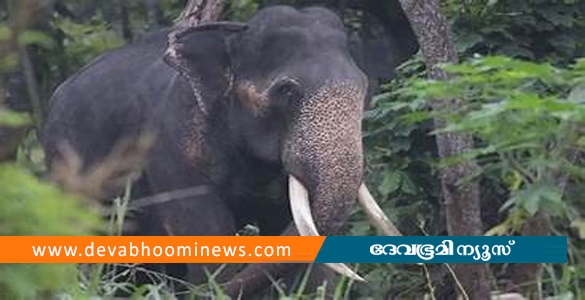 പത്തനംതിട്ടയില്‍ കാട്ടാന ആക്രമണം; രണ്ട് യുവാക്കൾക്ക് പരിക്ക്