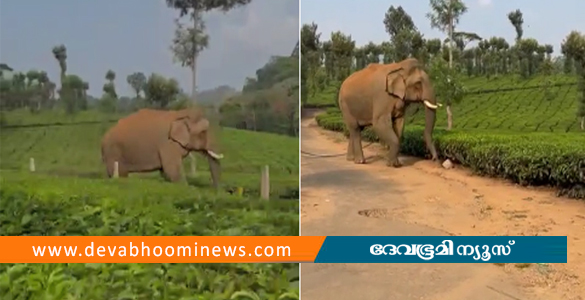 പാലക്കാട് നെല്ലിയാമ്പതിയിലെ ജനവാസ മേഖലയിൽ വീണ്ടും ചില്ലിക്കൊമ്പൻ