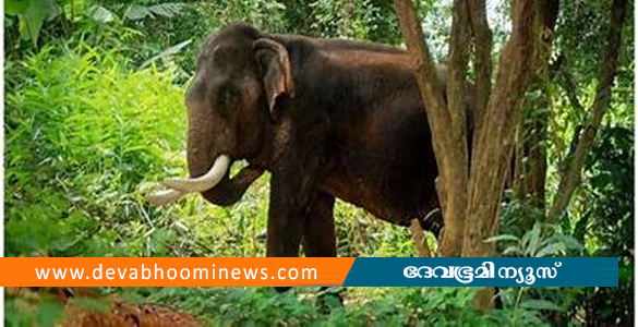 വയനാട്ടിൽ വീണ്ടും കാട്ടാന ആക്രമണം; ആദിവാസി സ്ത്രീ കൊല്ലപ്പെട്ടു