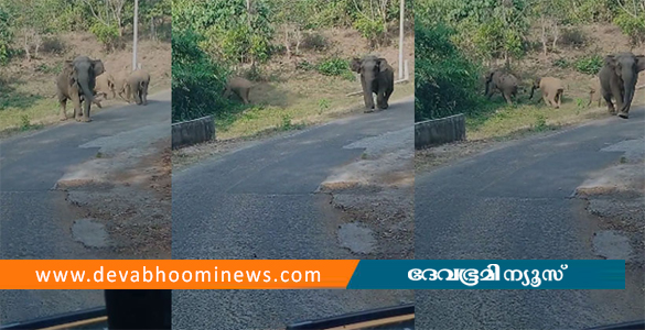 അതിരപ്പള്ളിയിൽ ഭീതി പരത്തി വീണ്ടും കാട്ടാനക്കൂട്ടം; ആംബുലൻസിന് നേരെ പാഞ്ഞടുത്തു