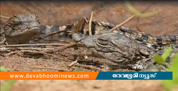 ചാലക്കുടി പുഴയോരത്ത് മുട്ട വിരിഞ്ഞ് പുറത്തിറങ്ങിയ മുതല കുഞ്ഞുങ്ങളെ കണ്ടെത്തി