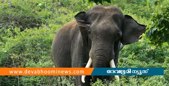 ആദിവാസി യുവതിക്ക് നേരെ കാട്ടാന ആക്രമണം; തുമ്പികൈ കൊണ്ടുള്ള അടിയേറ്റ് പരിക്ക്