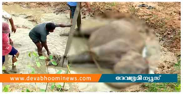 പാലക്കാട് ട്രെയിന്‍ ഇടിച്ച് കാട്ടാന ചെരിഞ്ഞു; ലോക്കോ പൈലറ്റിനെതിരെ കേസെടുക്കും