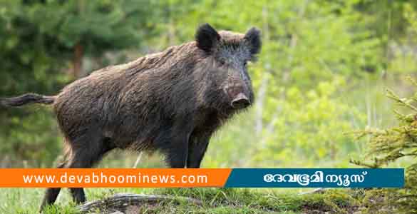 വളാഞ്ചേരിയിൽ കാട്ടുപന്നിയുടെ ആക്രമണം; നാലുവയസ്സുകാരി ഉൾപ്പടെ 6 പേർക്ക് പരിക്ക്