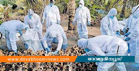 പക്ഷിപ്പനി: ആലപ്പുഴ ജില്ലയില്‍ 12,678 വളര്‍ത്തു പക്ഷികളെ ശനിയാഴ്ച കൊന്നൊടുക്കും