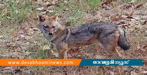 കോഴിക്കോട് നാദാപുരത്ത് നാല് പേര്‍ക്ക് കുറുക്കന്‍റെ കടിയേറ്റു