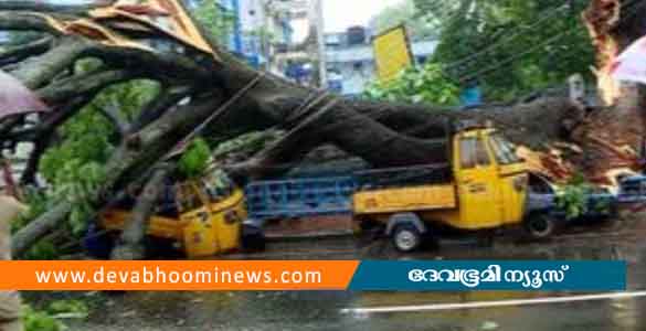 തൃശ്ശൂർ ന​ഗരത്തിൽ വൻമരം കടപുഴകി വീണു; ഓട്ടോറിക്ഷകൾ തകർന്നു