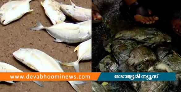 പെരിയാറിലെ മത്സ്യക്കുരുതി: മലിനീകരണ നിയന്ത്രണ ബോർഡിന് ഏലൂർ നഗരസഭയുടെ നോട്ടീസ്