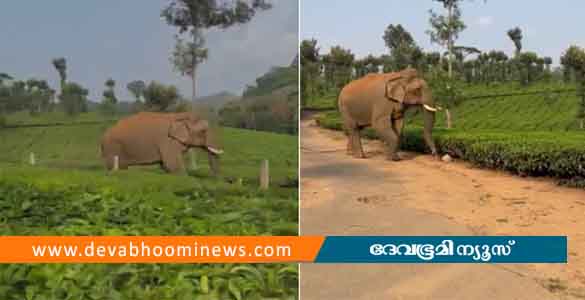 വയനാട്ടില്‍ കാട്ടാന ആക്രമണം; യുവാവിന് പരിക്ക്