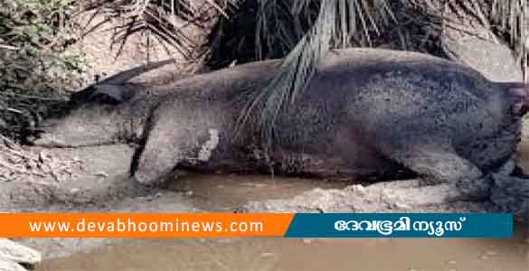 ഭാരതപ്പുഴയിൽ കന്നുകാലികൾ കൂട്ടത്തോടെ ചത്തു പൊങ്ങി; ജനങ്ങൾ ആശങ്കയിൽ