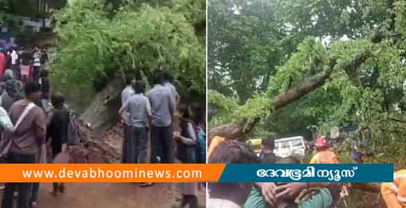 പാലക്കാട് ചെറുപ്പുളശ്ശേരി സ്‌കൂളിന്‍റെ മുന്നില്‍ മരം കടപുഴകി വീണു; 8 വിദ്യാര്‍ഥികള്‍ക്ക് പരിക്ക്