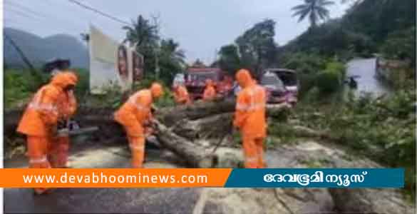 ഓടിക്കൊണ്ടിരിക്കെ ബസിന് മുകളിലേക്ക് റോഡിന് സമീപത്തെ വൻമരം മുറിഞ്ഞു വീണു; ഒരാൾക്ക് പരിക്ക്