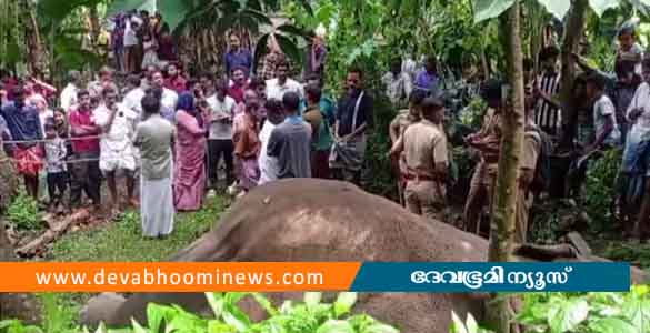 മലപ്പുറത്ത് കാട്ടാന ചരിഞ്ഞ നിലയില്‍; ഷോക്കേറ്റതെന്ന് പ്രാഥമിക നിഗമനം