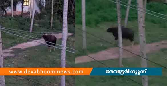 തിരുവനന്തപുരം മംഗലപുരത്ത് ജനവാസ കേന്ദ്രത്തിൽ കാട്ടുപോത്ത്