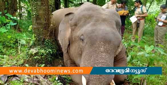 ഇടുക്കി കാഞ്ഞിരവേലിയിൽ കാട്ടാന ചരിഞ്ഞ നിലയിൽ