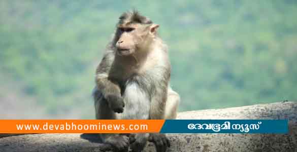 വസ്ത്രം എടുക്കാന്‍ ടെറസിന് മുകളില്‍ പോയി; കുരങ്ങനെ കണ്ട് ഭയന്ന് ഓടിയ സ്ത്രീ വീണു മരിച്ചു