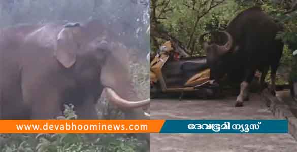 മൂന്നാറിലെ ജനവാസ മേഖലയില്‍ ക്യഷി നശിപ്പിച്ച് പടയപ്പയും കാട്ടുപോത്തും