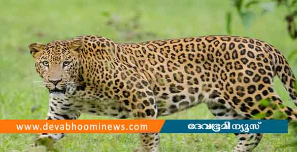 വയനാട്ടിൽ നിന്ന് പിടികൂടിയ പുള്ളിപ്പുലിയെ കാട്ടിൽ തുറന്നുവിട്ടു