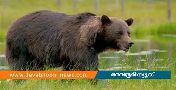 നിലമ്പൂരില്‍ കരടിയുടെ ആക്രമണത്തില്‍ യുവാവിന് പരിക്ക്