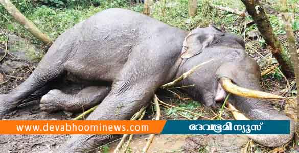 ചക്കക്കൊമ്പനുമായുള്ള ഏറ്റുമുട്ടലിൽ പരിക്കേറ്റ മുറിവാലൻ കൊമ്പൻ ചരിഞ്ഞു