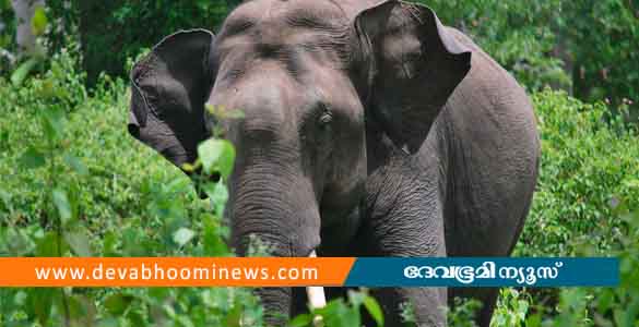 മൂന്നാറിൽ കാട്ടാന ആക്രമണം; രണ്ട് പേർക്ക് പരിക്ക്