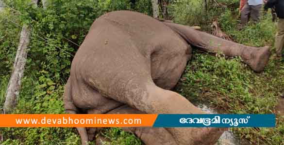 വയനാട്ടിൽ കാട്ടാന ഷോക്കേറ്റ് ചരിഞ്ഞു; ഷോക്കേറ്റത് തെങ്ങ് മറിച്ചിടുമ്പോൾ